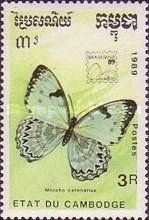 White Morpho (Morpho catenarius)