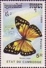 Aega Morpho (Morpho aega)