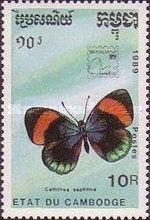 Butterfly (Calithea sapphira)