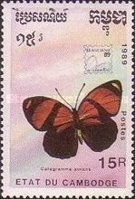 Sorana Eighty-eight (Callicore sorana)