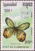 Nereis Satyr (Pierella nereis)