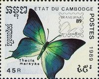 Giant Hairstreak (Thacia marsyas)