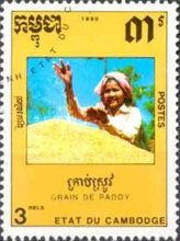 Woman, rice