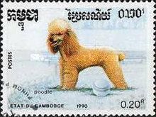 Poodle (Canis lupus familiaris)