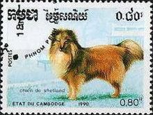 Shetland Sheepdog - Sheltie (Canis lupus familiaris)