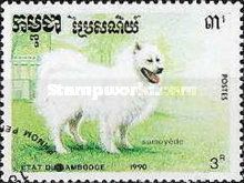 Samoyed Dog (Canis lupus familiaris)