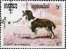 Springer Spaniel (Canis lupus familiaris)