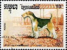 Fox Terrier (Canis lupus familiaris)