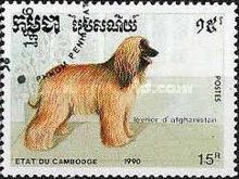 Afghan Hound (Canis lupus familiaris)