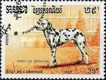 Dalmatian (Canis lupus familiaris)