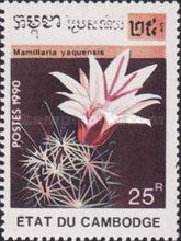 Mamillaria yaquensis