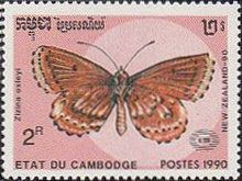 Lesser Grass Blue (Zizina oxleyi)