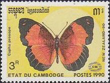 New Guinea Rustic (Cupha prosope)