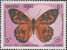 Common Brown (Heteronympha merope)