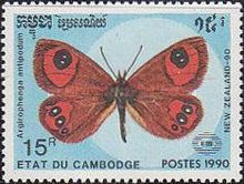 Tussok Ringlet (Argirophenga antipodum)
