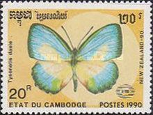 Danis Butterfly (Tysonotis danis)