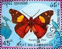 Yellow Admiral (Pyrameis itea)