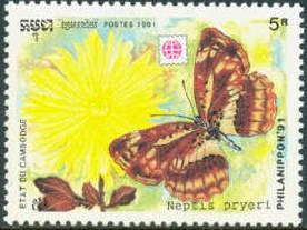 Sailor Butterfly (Neptis pryeri)