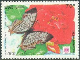 Common Map (Cyrestis thyodamas)
