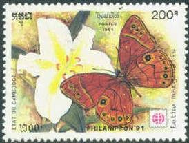 Butterfly (Lethe marginalis)