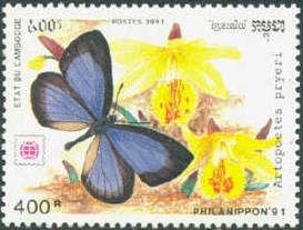 Hairstreak (Artopoetes pryeri)