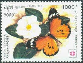 African Monarch (Danaus chrysippus)