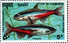 Neon Tetra (Hyphessobrycon innesi)