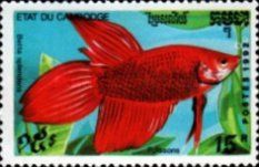 Siamese Fighting Fish (Betta splendens)