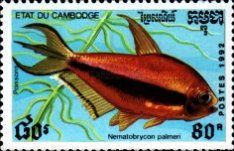 Emperor Tetra (Nematobrycon palmeri)