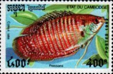 Dwarf Gourami (Colisa lalia)