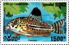 Bubblenest Catfish (Hoplosternum thoracatum)