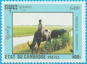 Boy riding on Water Buffalo (Bubalus bubalis) 