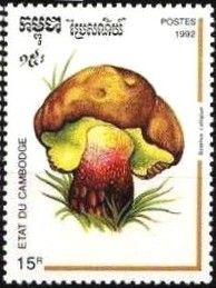 Boletus calopus
