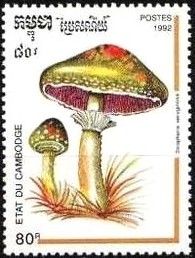 Stropharia aeruginosa