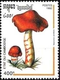 Telamonia armillata