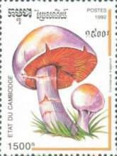 Cortinarius traganus