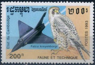 South American Peregrine Falcon (Falco peregrinus cassini),