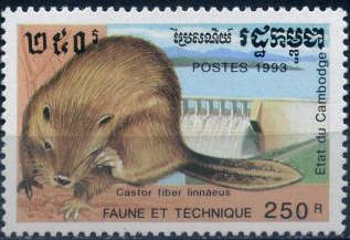 Eurasian Beaver (Castor fiber), Dam