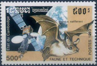 Natterer's Myotis (Myotis nattereri), Satellite