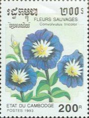 Convolvulus tricolor