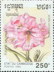 Hippeasrum hybrid