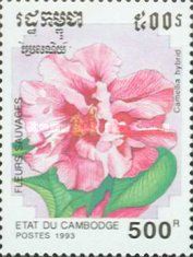 Camellia hybrid