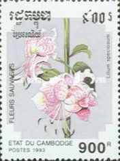 Lilium speciosum