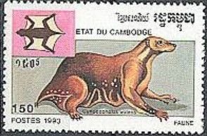 Phillipine Colugo (Cynocephalus volans)