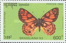 Western Xenica (Geitoneura minyas)