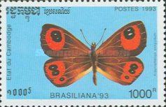 Tussock Ringlet (Argyrophenga antipodum)