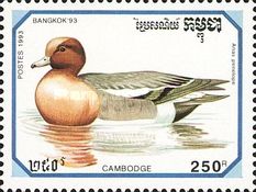 Eurasian Wigeon (Anas penelope)