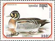 Baikal Teal (Anas formosa)