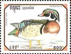 Wood Duck (Aix sponsa)