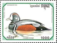 Harlequin Duck (Histrionicus histrionicus)